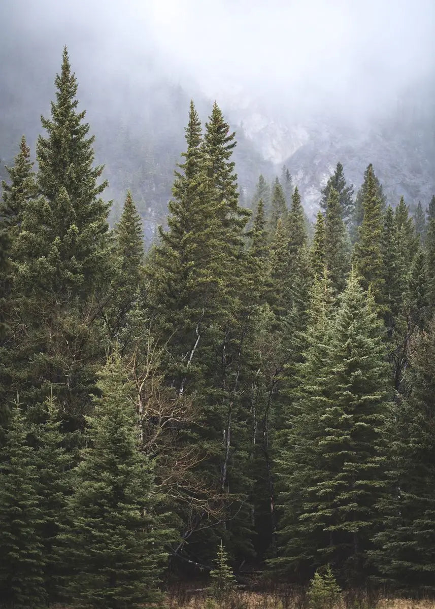Beautiful Dark Green Forest Foggy Mountain Landscape Nature Scenery Poster Canvas Painting Wall Art Pictures Home Room Decor