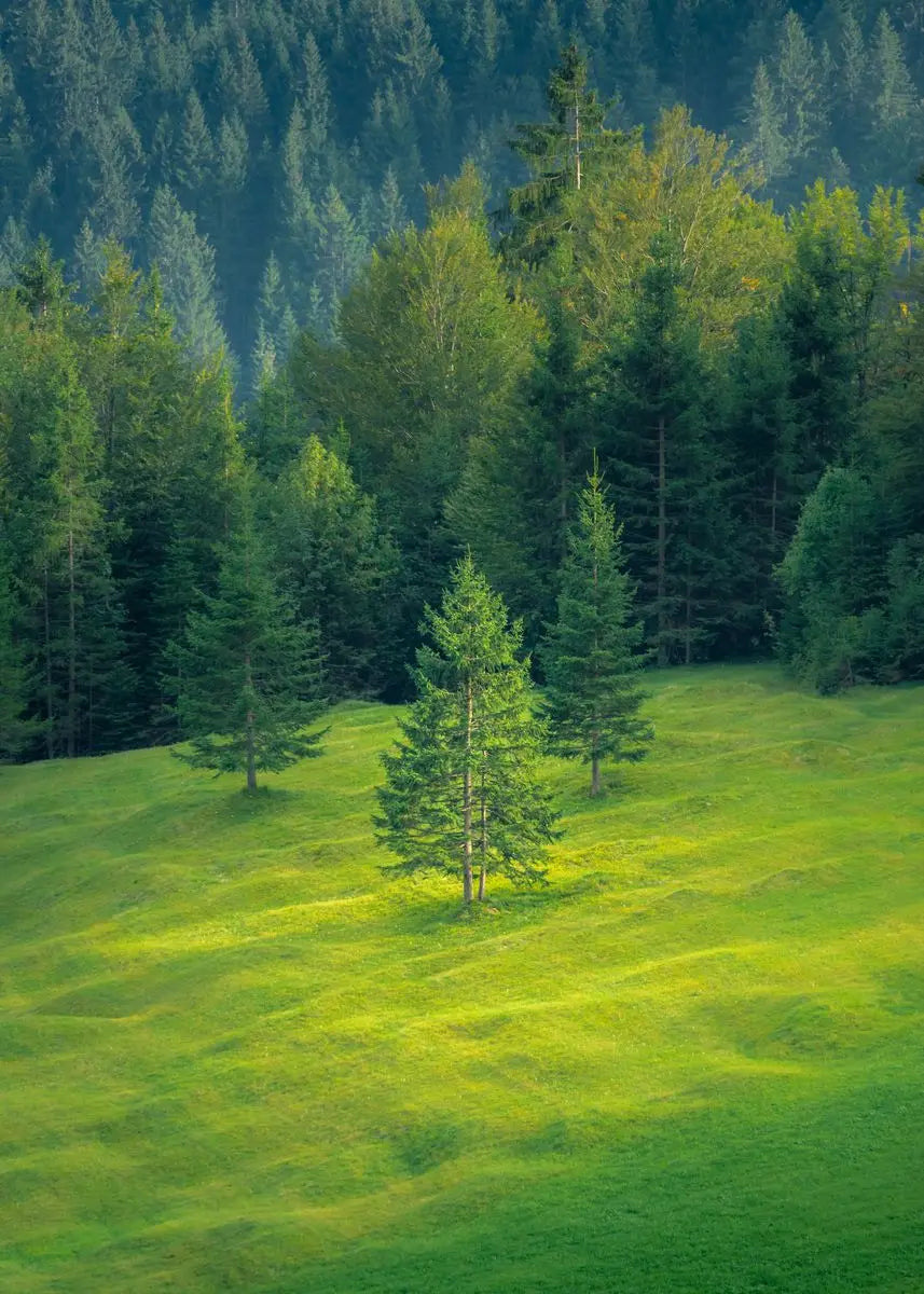 Beautiful Dark Green Forest Foggy Mountain Landscape Nature Scenery Poster Canvas Painting Wall Art Pictures Home Room Decor