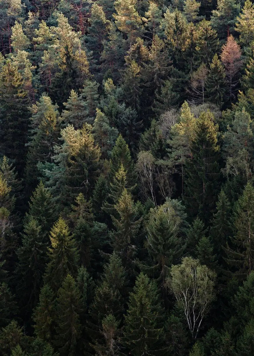 Beautiful Dark Green Forest Foggy Mountain Landscape Nature Scenery Poster Canvas Painting Wall Art Pictures Home Room Decor