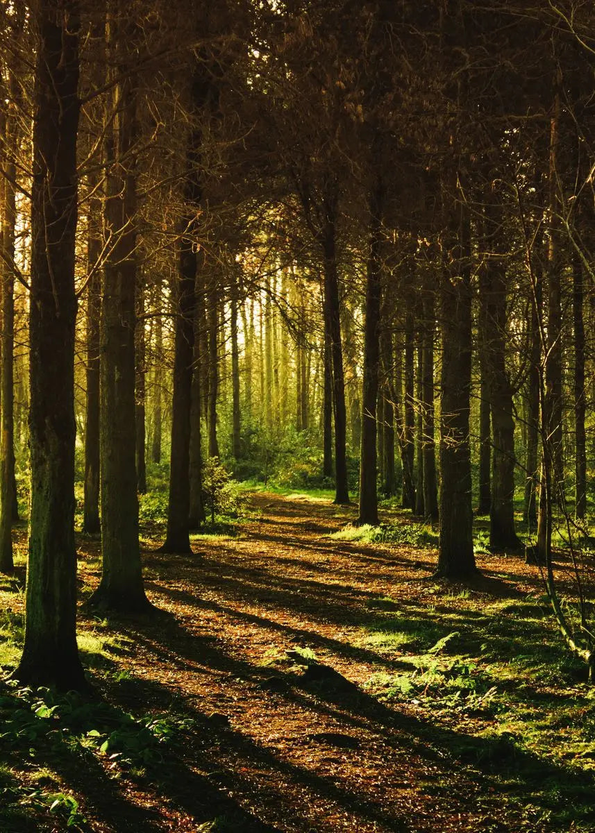 Beautiful Dark Green Forest Foggy Mountain Landscape Nature Scenery Poster Canvas Painting Wall Art Pictures Home Room Decor